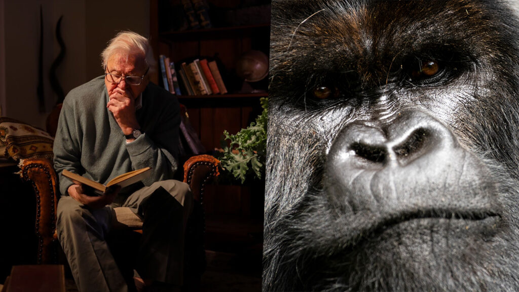 Netflix lança trailer e detalhes do documentário de David Attenborough sobre gorilas