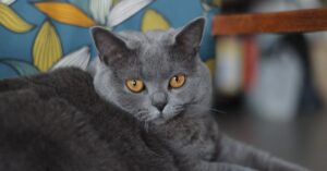 Spin-off raro e querido da BBC estreia na Netflix