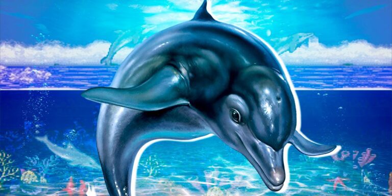 Ecco the Dolphin Proves It's Hard to Be a Dolphin
